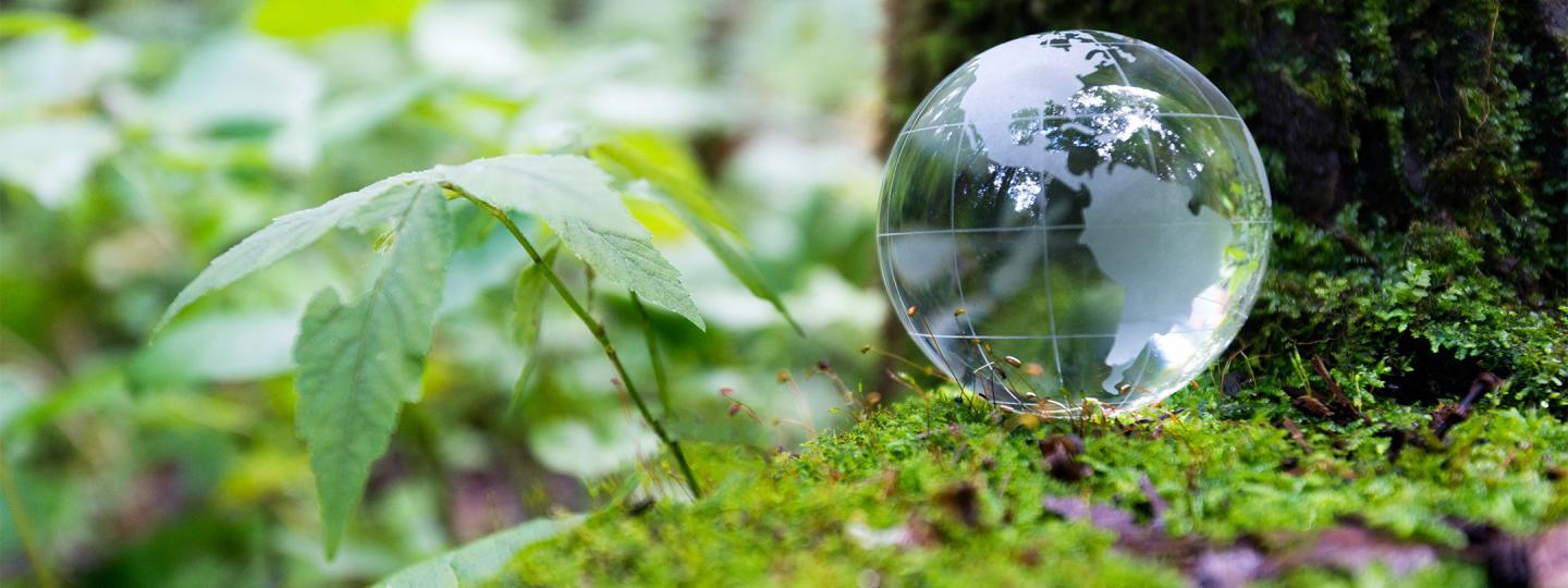 Glass globe in the forest representing sustainability