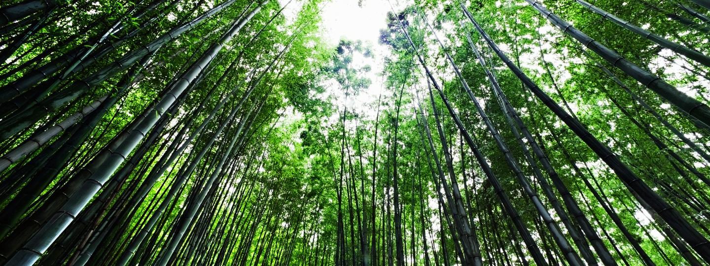 A forest of bamboo trees
